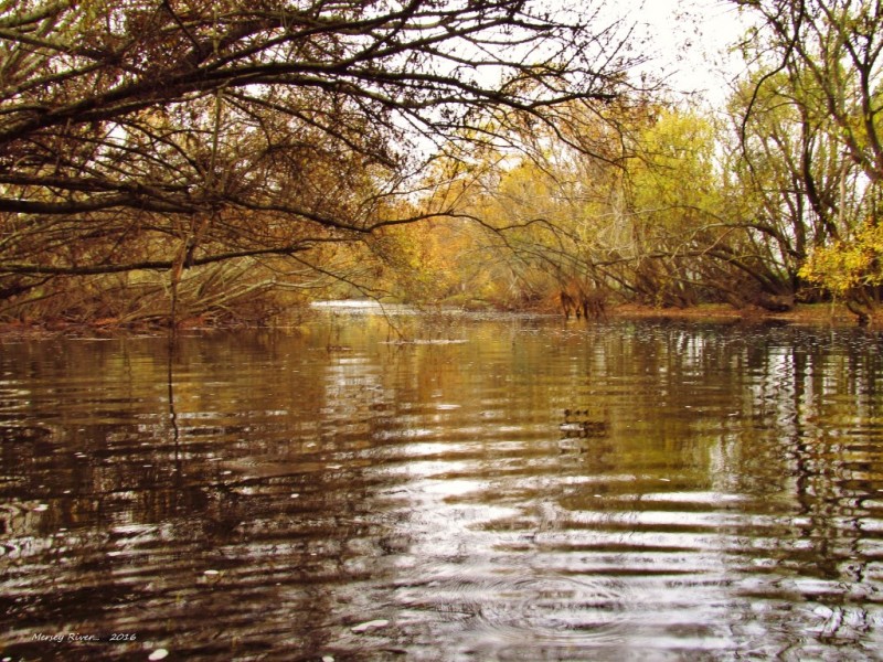 Most of the leaves have fallen, Mersey River at Merseylea. (28-4-16) (Medium).JPG