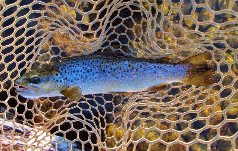 Well conditioned Meander brown trout. 2017 (Medium).JPG