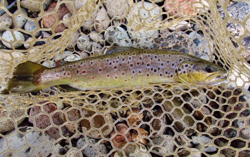 600 gm wild brown trout, Mersey River,  2017 (Medium).JPG