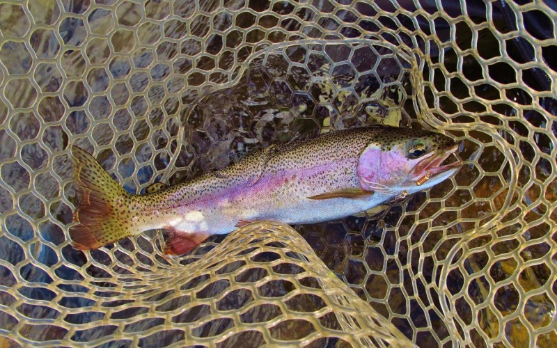 Another Mersey River wild rainbow trout.. 2017 (Medium).JPG