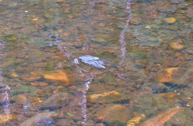 Surface feeding brown trout, Mersey River..  2017 (Medium).JPG