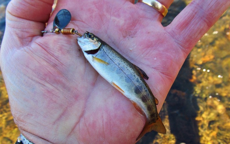 How small is this rainbow trout.. (Medium).JPG