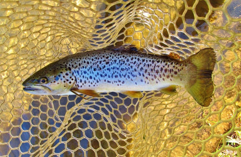 The best trout of the day, 770 gms,   2017 (Medium).JPG