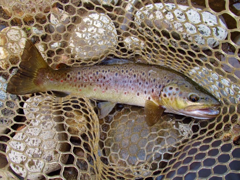 1-03 kg wild brown trout, Mersey River,   2017 (Medium).JPG