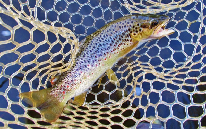 Meander River wild brown trout  16-2-17 (Medium).JPG