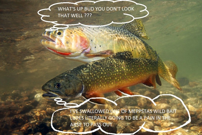 brook-trout-yellowstone-cutthroat-picture.jpg