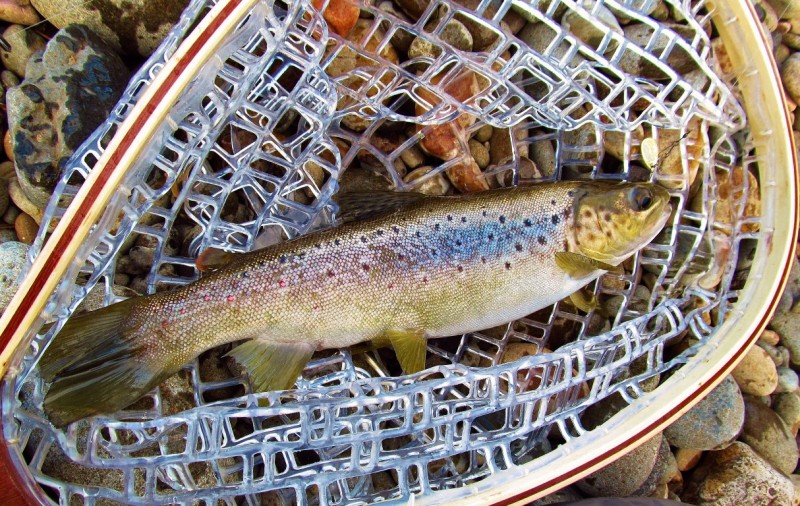 One & only trout caught & released, Mersey River. 12-4-17 (Medium).JPG