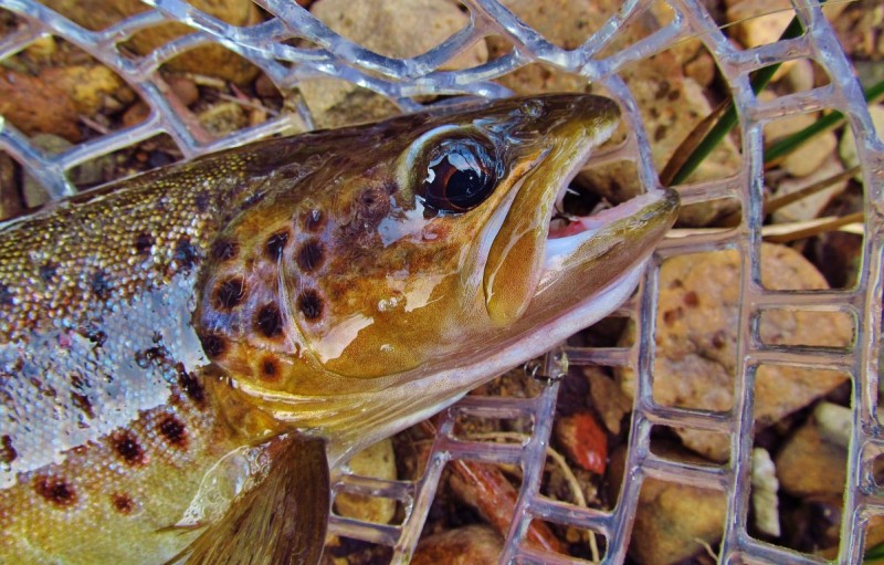Close up, wild brown trout. 13-4-17 (Medium).JPG