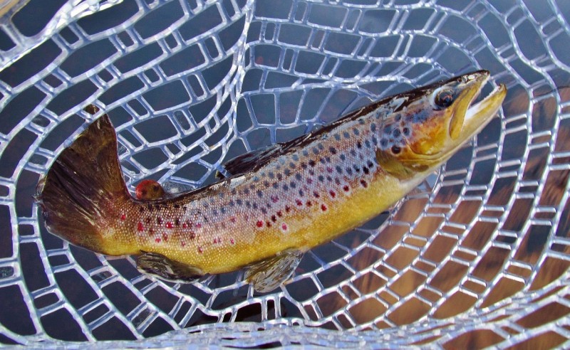 Eleventh wild brown trout of the session. (26-4-17) (Medium).JPG