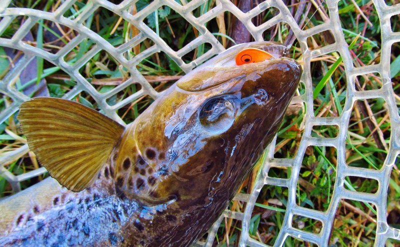 Aglia-e catches the second brown of the 2017-18 trout season. (Medium).JPG