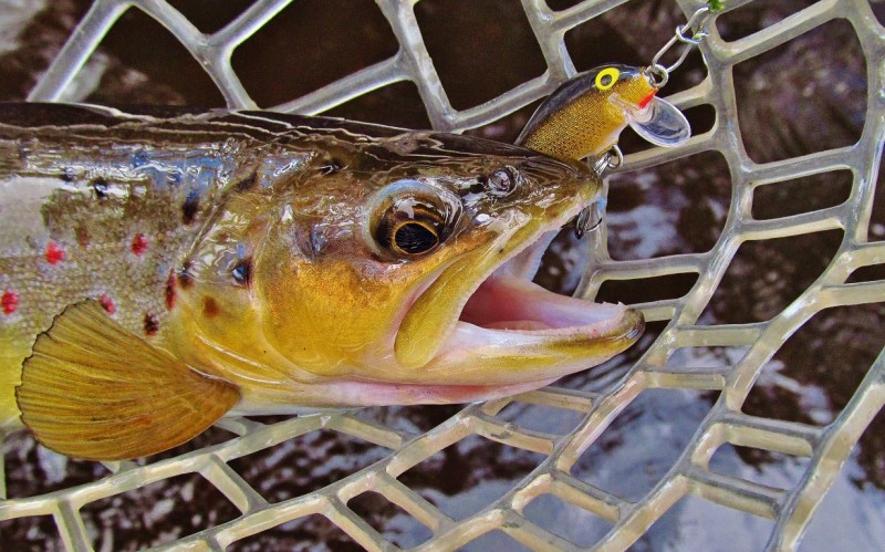 Ripper photo of wild brown trout & Rapala lure. (Medium).JPG
