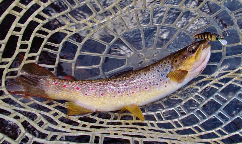 Daiwa Yoguri ghost brown catches trout No.8 (Medium).JPG