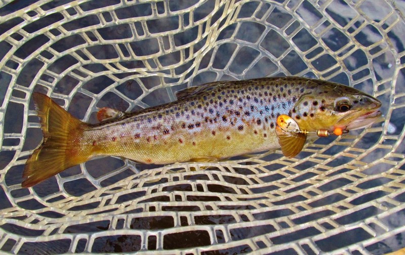 New model Mepps Aglia-e & brown trout, Mersey River. 25-8-17 (Medium).JPG