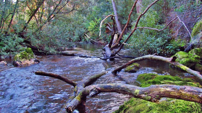 Moss covered rocks along the river. 31-8-17 (Medium).JPG