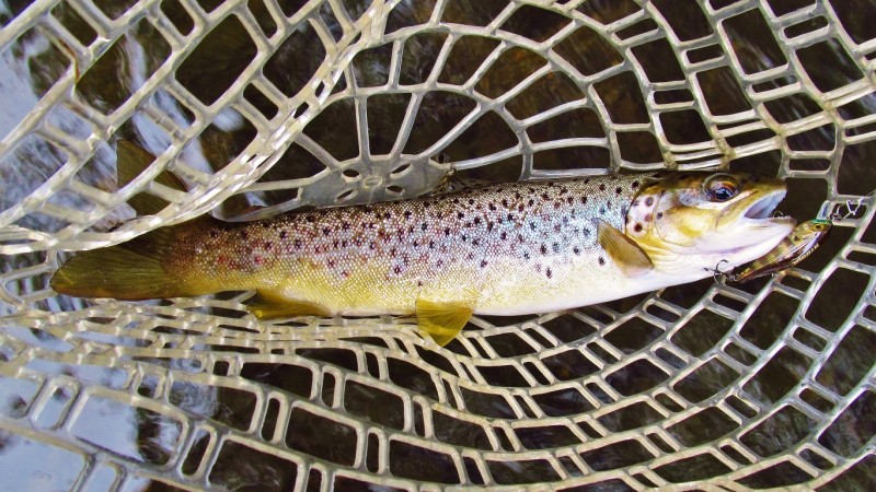 Ghost gill brown catches another brown. (Medium).JPG