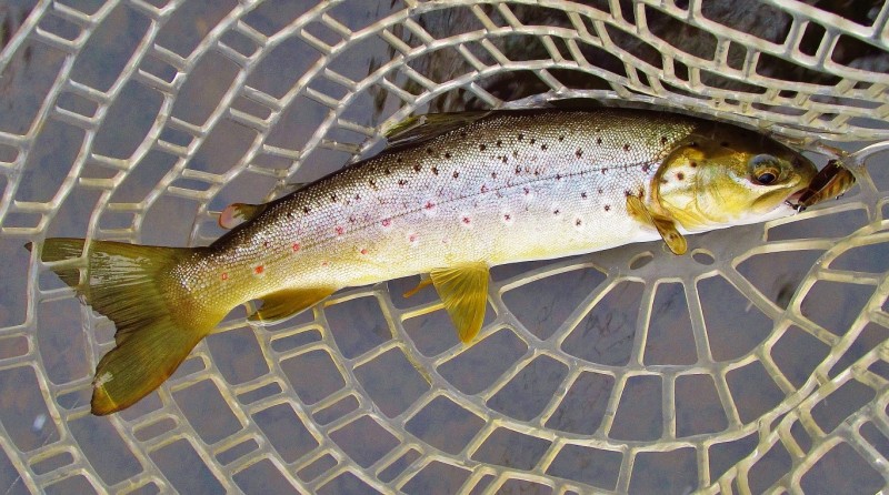 Seventh trout, 12-9-17 (Medium).JPG