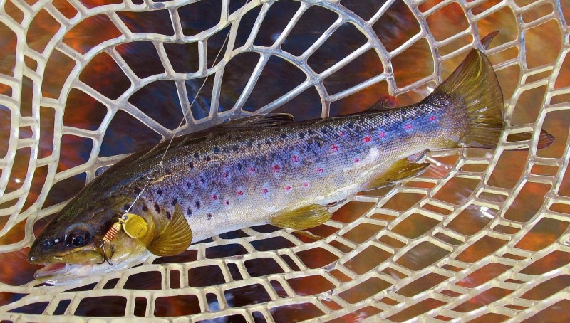Gold Aglia catches the first wild brown of the day. (Medium).JPG
