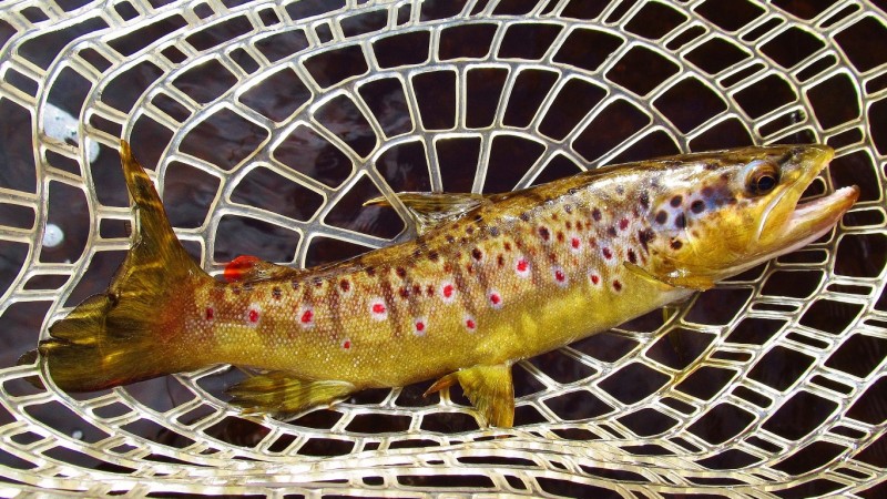 Another beautifully coloured wild brown trout. (Medium).JPG