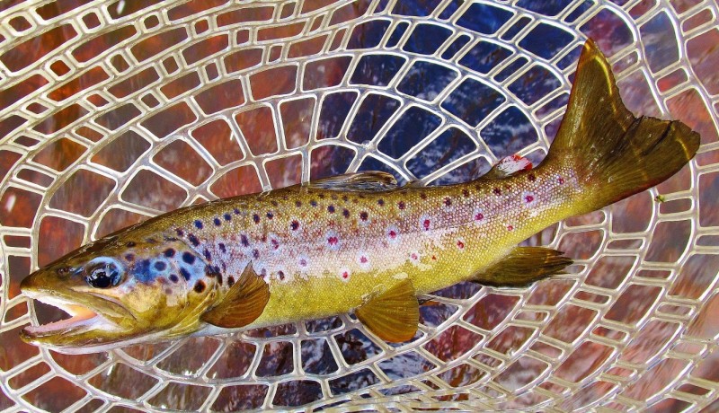 Wild brown trout. (Medium).JPG
