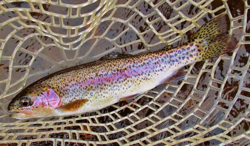 Wilmot River rainbow trout, 4-10-17.JPG