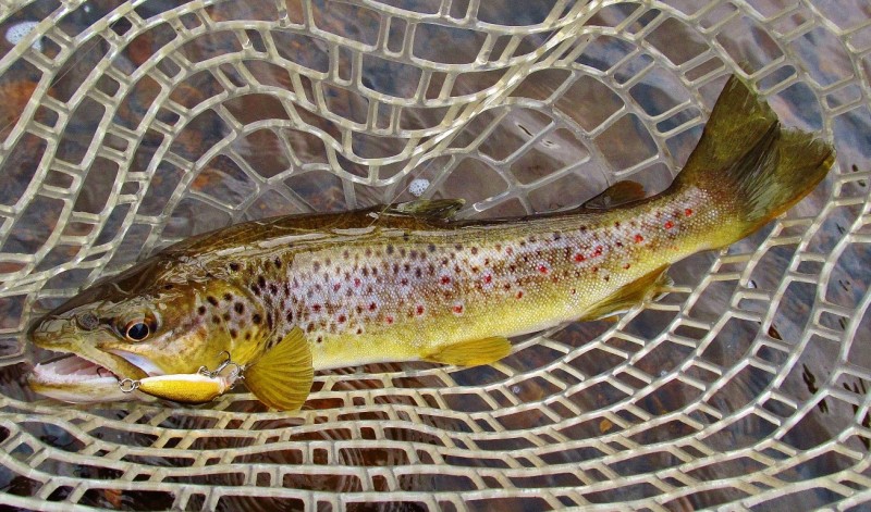 Wilmot River brown trout. 4714 (Medium).JPG