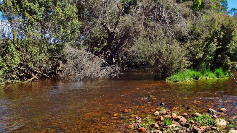 Trout lured from shaded area under bush,,_4835 (Medium).JPG