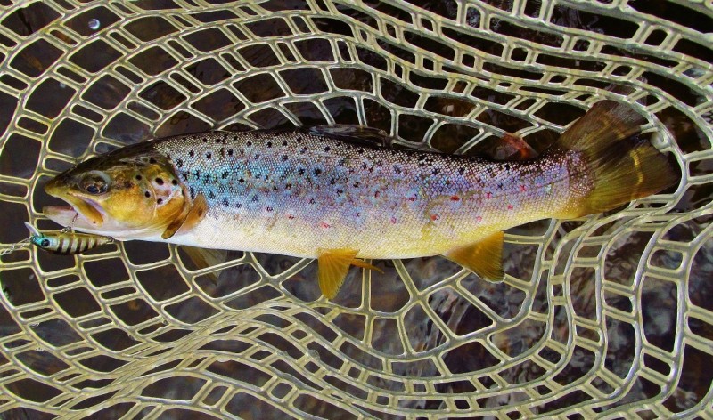 Mersey River wild brown trout, Merseylea. _4859 (Medium).JPG