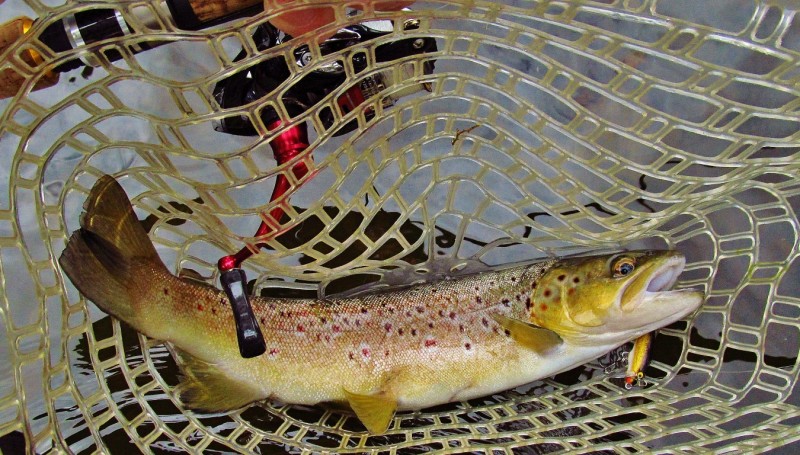 Quality wild Mersey River brown trout, Merseylea.._4868 (Medium).JPG