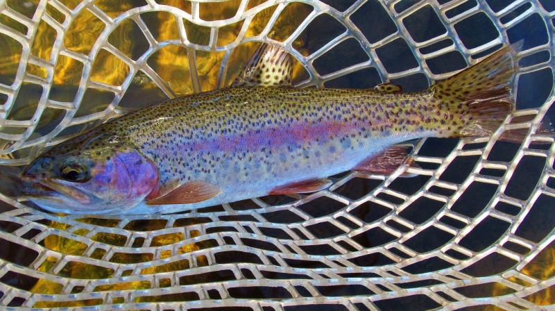 Wild Mersey River rainbow trout, Weegena.._4951 (Medium).JPG