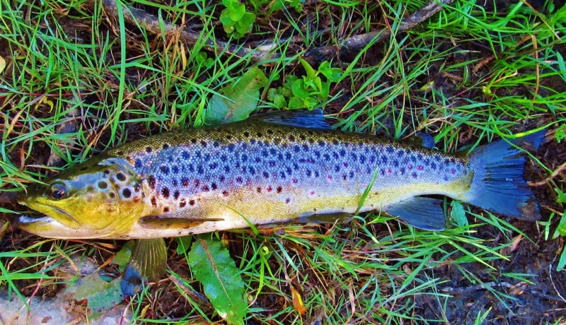 1.25 kg Mersey River brown trout.4987 (Medium).JPG