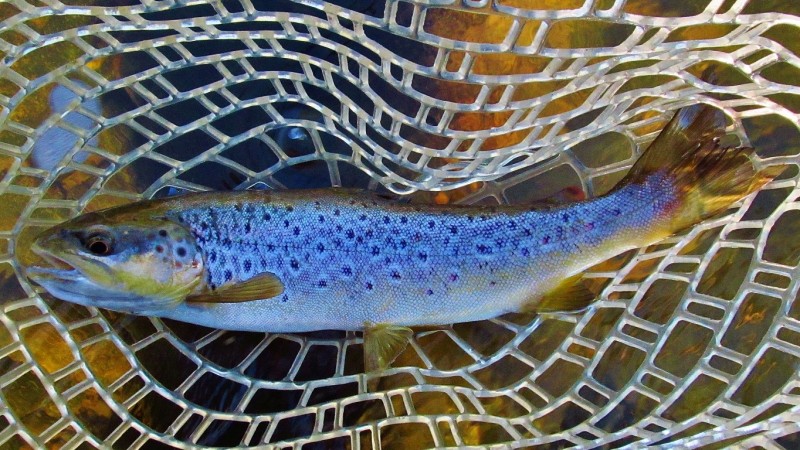 Mersey River brown trout..4985 (Medium).JPG
