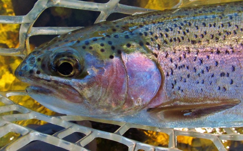Close up of Mersey River rainbow trout..5011 (Medium).JPG