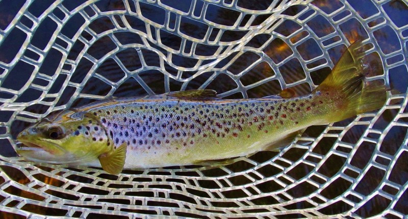 Mersey River brown trout..4998 (Medium).JPG