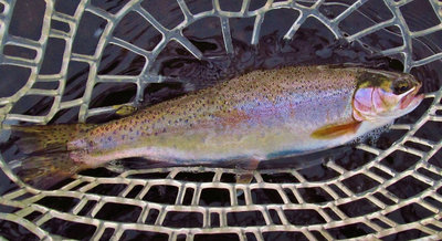 Rainbow trout, Merseylea..5020 (Medium).JPG