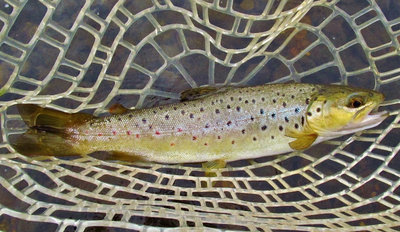 Mersey River brown trout..5024 (Medium).JPG