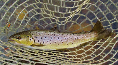 Mersey brown trout..5030 (Medium).JPG
