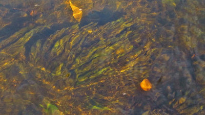 Algae coveing the Mersey River bottom at Merseylea. (Medium).JPG