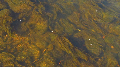 An algae covered Mersey River, note the small midges floating on the surface. (Medium).JPG