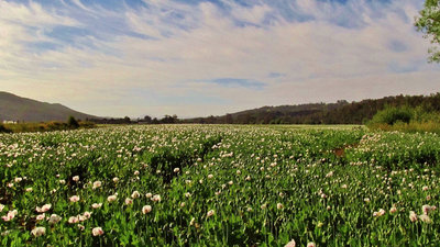 Opium poppies at Merseylea. (Medium).JPG