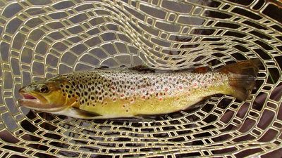 Nice Meander River wild brown trout..5354 (Medium).JPG