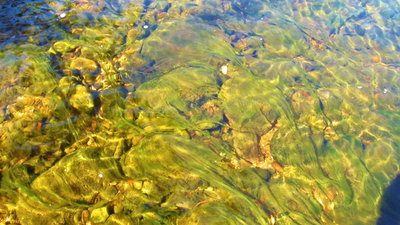 Green algae, Mersey River at Liena..5571 (Medium).JPG