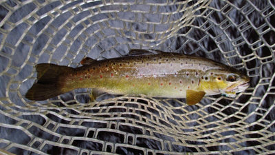 2 Meander River trout No. 499.. 5759 (Medium).JPG