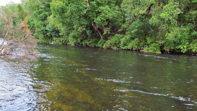 3 Meander River trout  500 caught here.. 5763 (Medium).JPG
