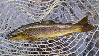 3 Meander River trout No. 500.. 5764 (Medium).JPG