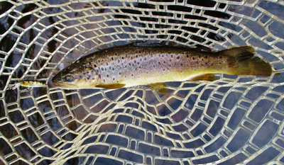 1 Meander River wild brown trout taken on Pontoon21 GagaGoon lure. 5898 (Medium).JPG