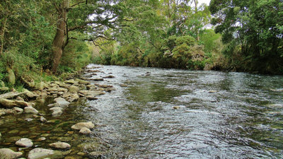 3 Meander River fast water Trout caught here, MI Perch colour... 5917 (Medium).JPG