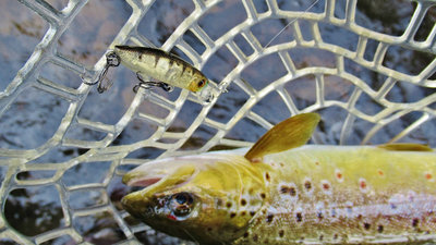 2 Pontoon21 GagaGoon MI Perch lure & wild Meander Riber trout..5903 (Medium).JPG