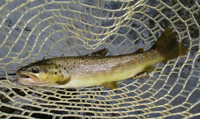 Ghost brown lure & Meander River brown trout.. 5909 (Medium).JPG