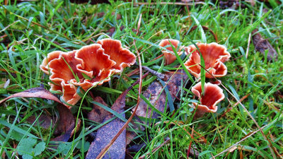 Fungi..6063 (Medium).JPG