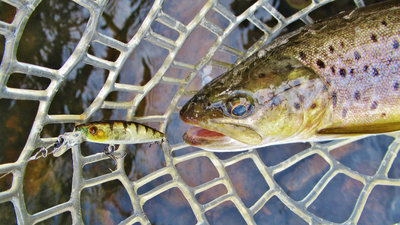 1 Pontoon21 & Meander River wild brown trout..5899 (Medium).JPG